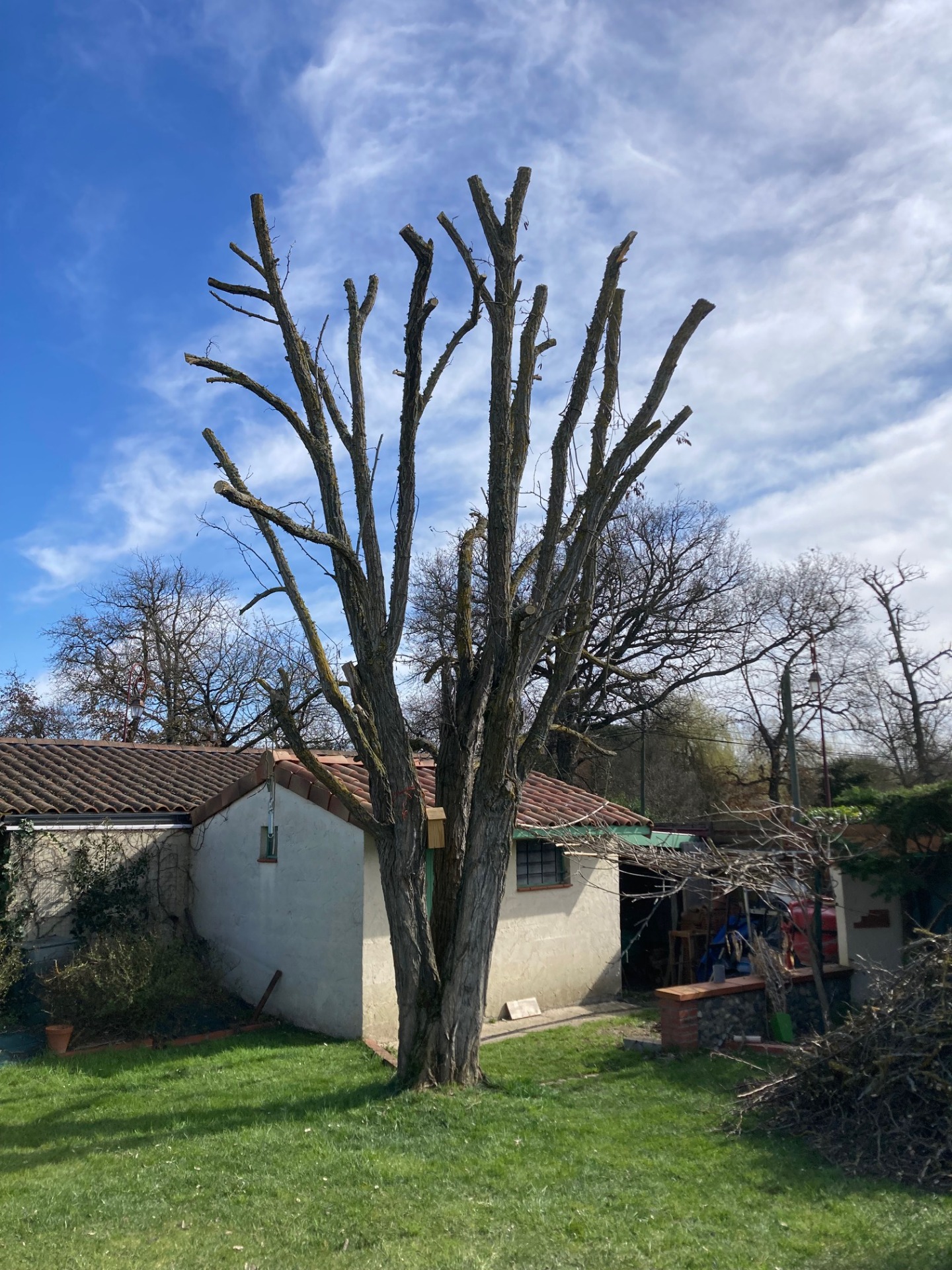 Elagueur à Colomiers